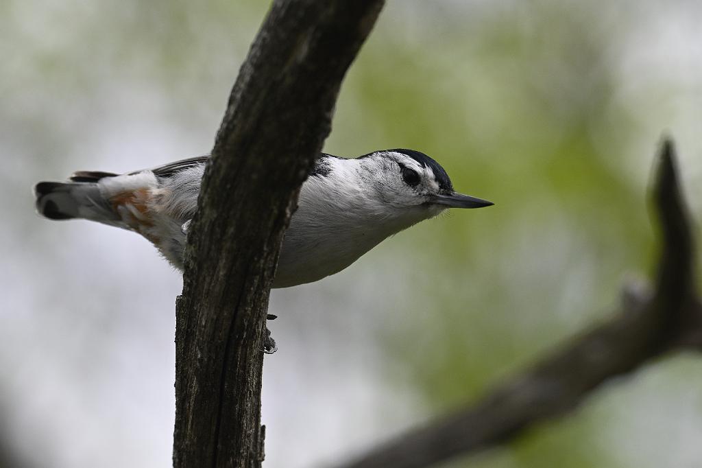 2025-05087810 Ipswitch River Wildlife Sanctuary, MA.JPG - White-breasted Nuthatch. Ipswitch River Wildlife Refuge, MA, 5-8-2025